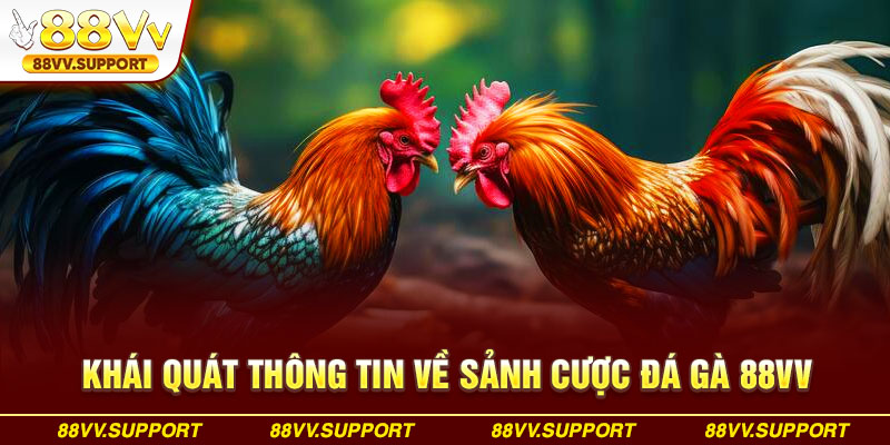 Khái quát thông tin về sảnh cược đá gà 88VV
