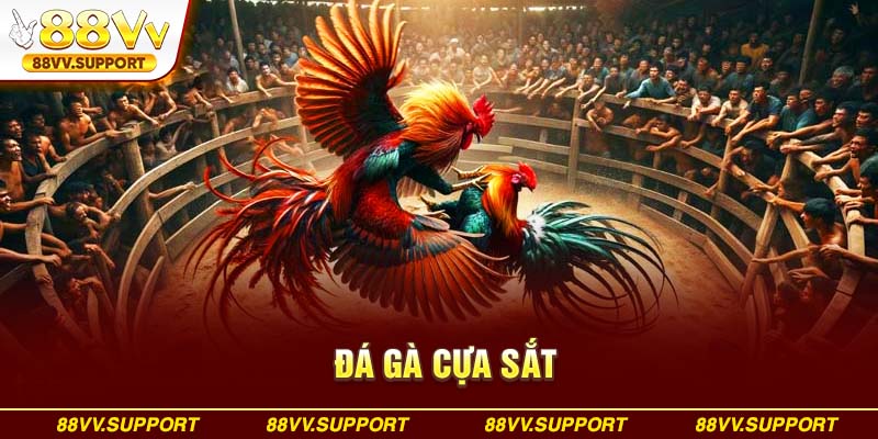 Đá gà cựa sắt